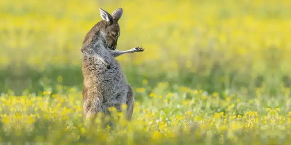 Kangaroo's Unexpected Talent Shines Bright at Comedy Wildlife Photography Awards